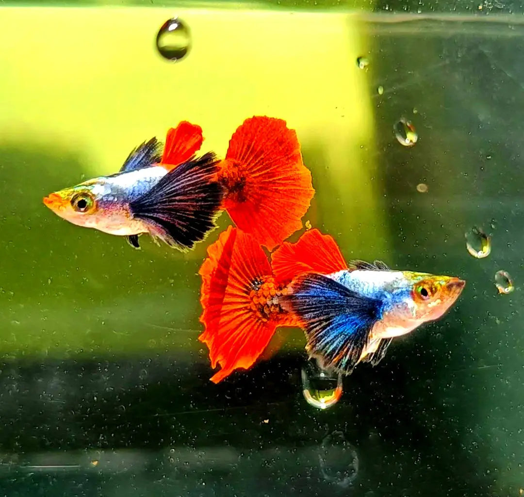 Hochzucht Guppy - ❤️ Red Dumbo AquaTimo