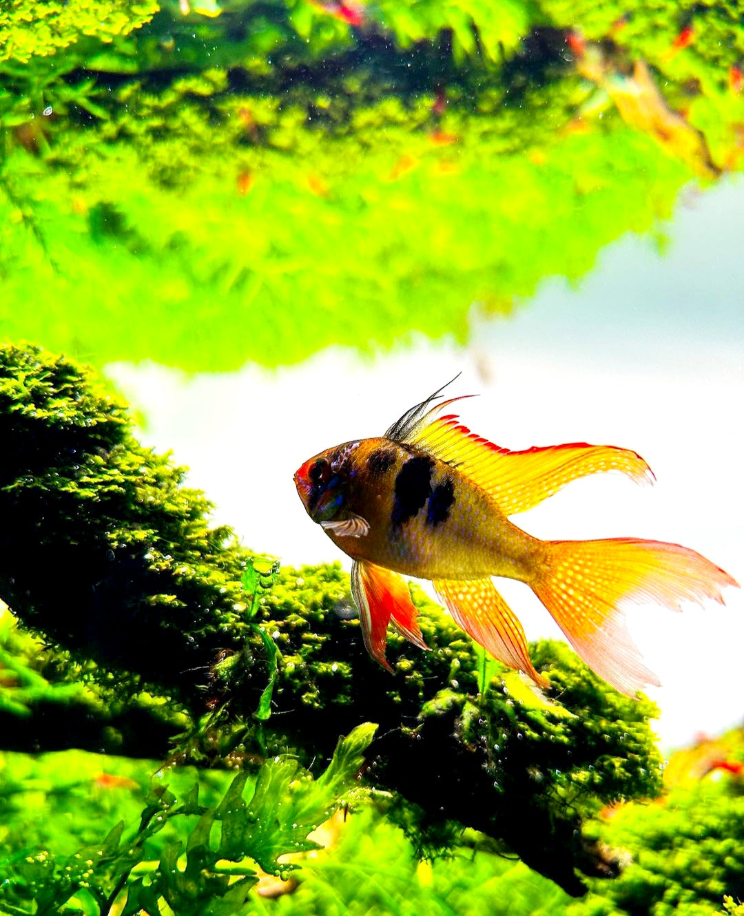 Schmetterlingsbuntbarsch "LongFin" – Microgeophagus ramirezi