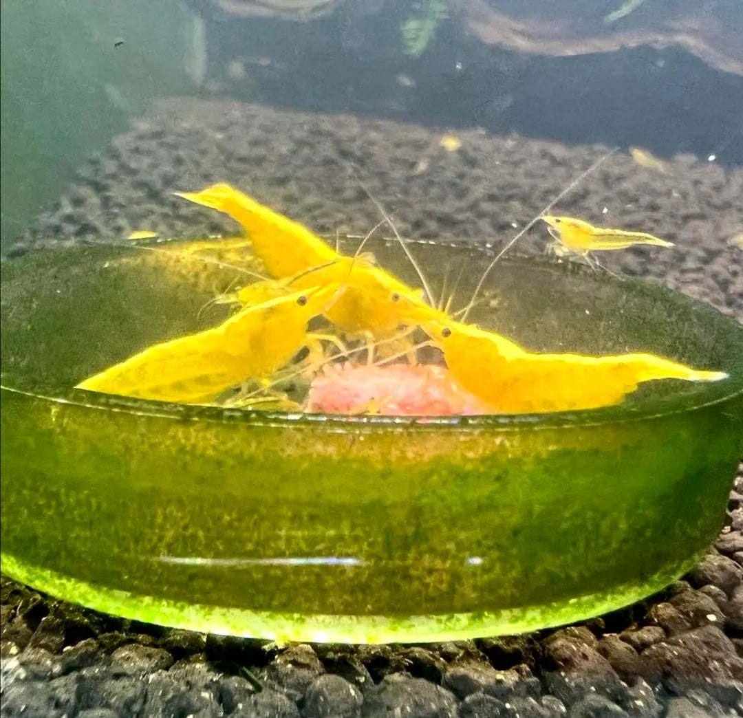 Neocaridina davidi - 💛 Yellow Fire Garnelen AquaTimo