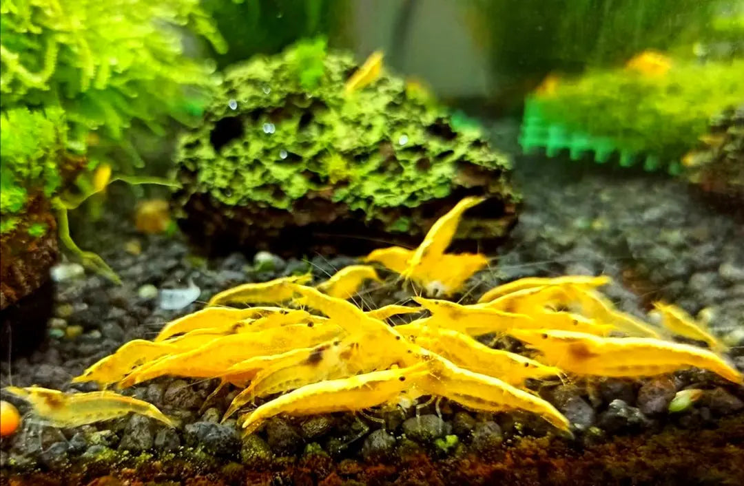 Neocaridina davidi - 💛 Yellow Fire Garnelen AquaTimo
