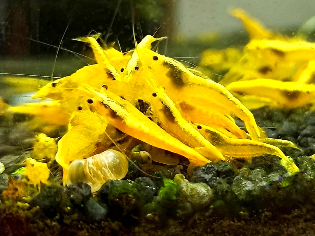 Neocaridina davidi - Yellow Fire Garnelen