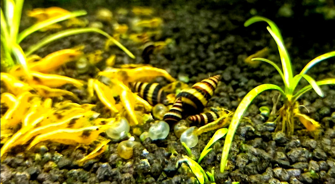 Neocaridina davidi - Yellow Fire Garnelen