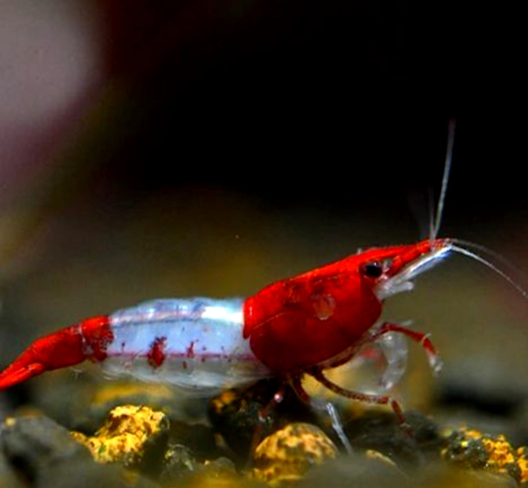 Neocaridina davidi - Red Rili Garnelen