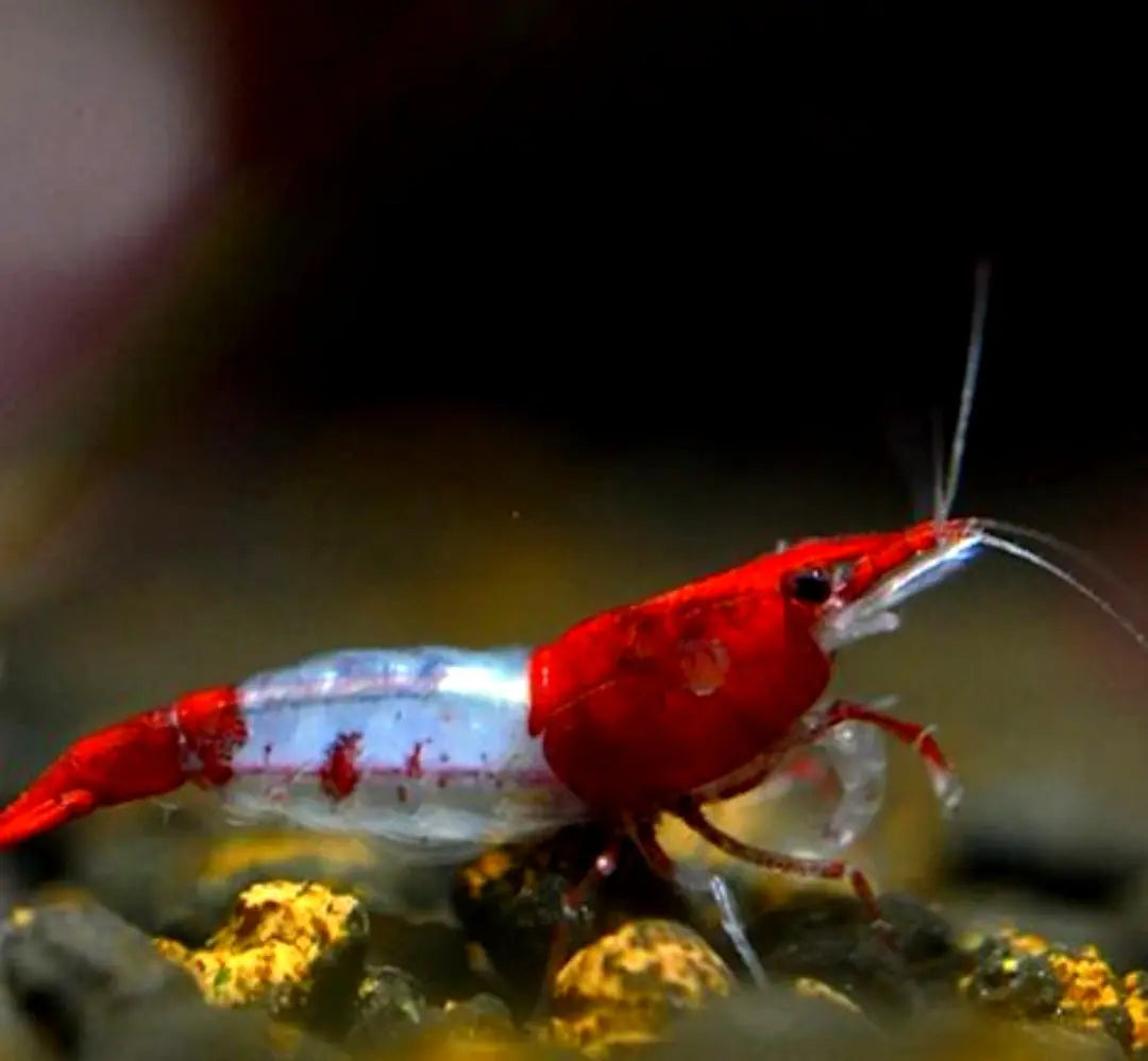 Neocaridina davidi - ❤️🤍 Red Rili Garnelen AquaTimo