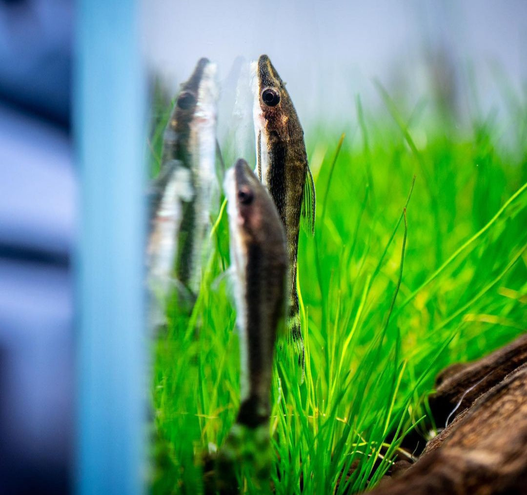 Ohrgitter-Harnischwels – Otocinclus affinis 🍃🐟