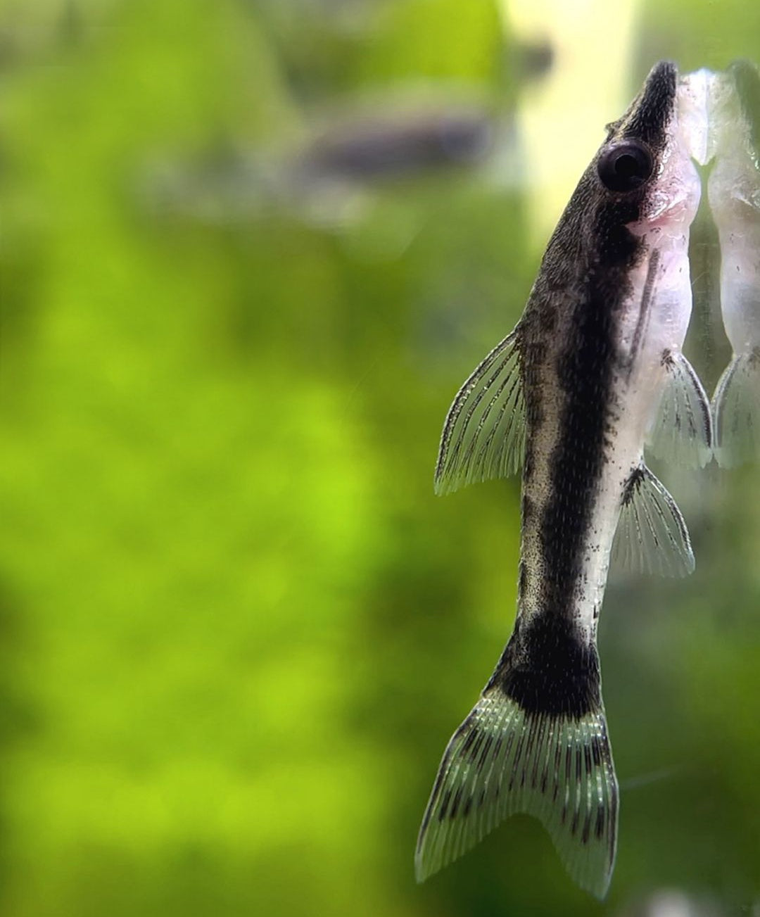 Ohrgitter-Harnischwels – Otocinclus affinis 🍃🐟