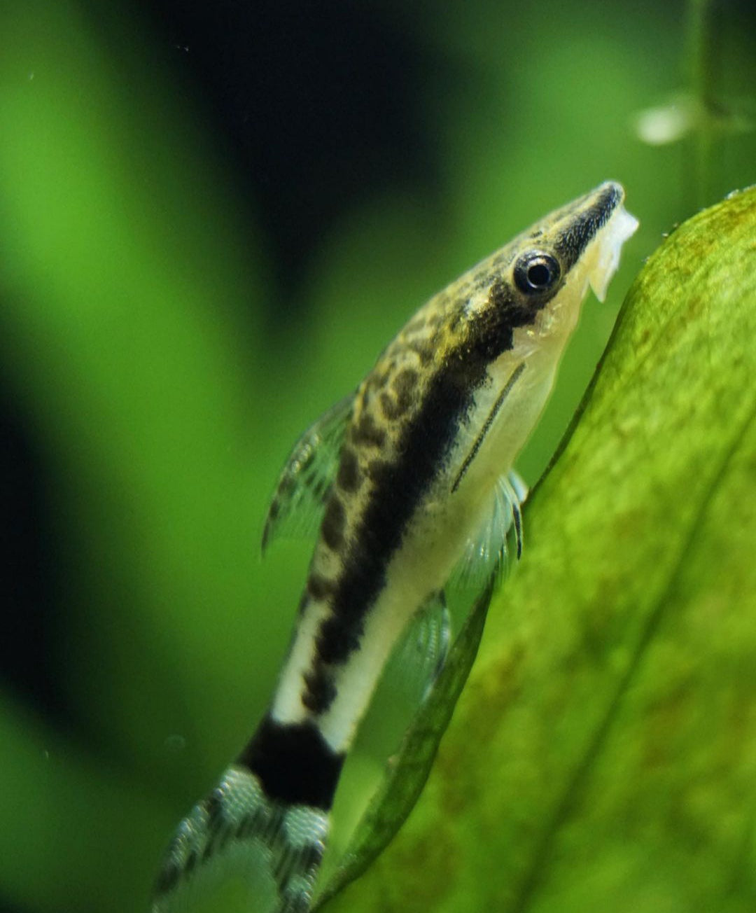 Ohrgitter-Harnischwels – Otocinclus affinis 🍃🐟