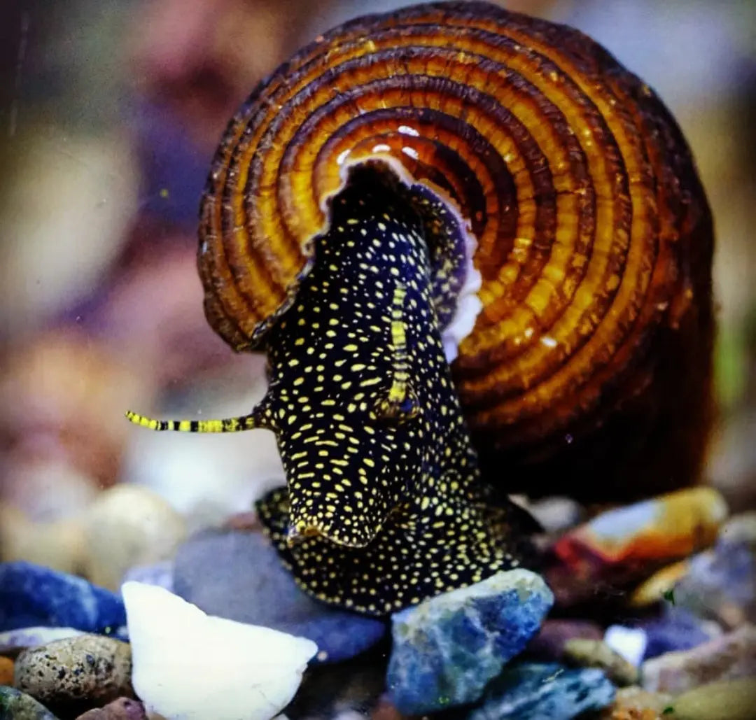 Tylomelania towutensis - đđ€Goldpunkt-Pososchnecke AquaTimo