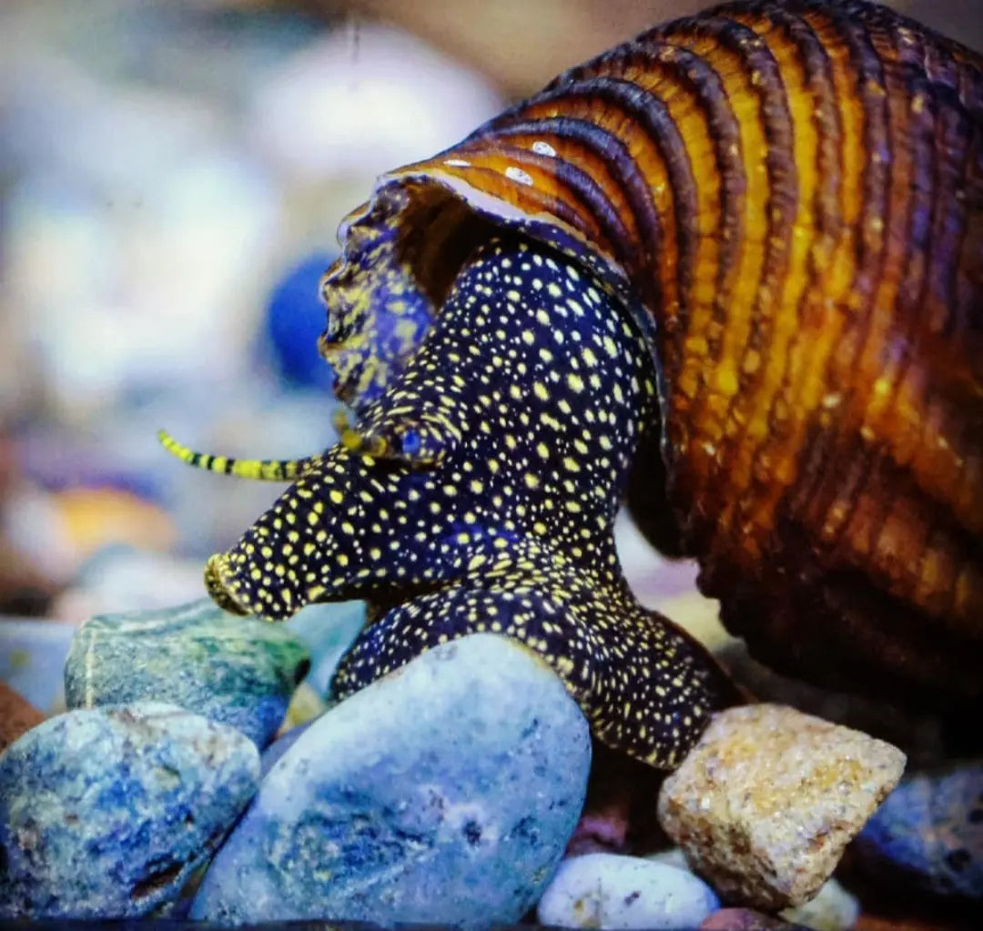 Tylomelania towutensis - đđ€Goldpunkt-Pososchnecke AquaTimo