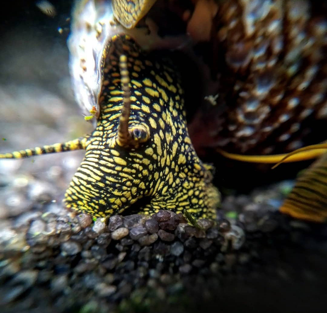 Tylomelania towutensis - Goldpunkt-Pososchnecke