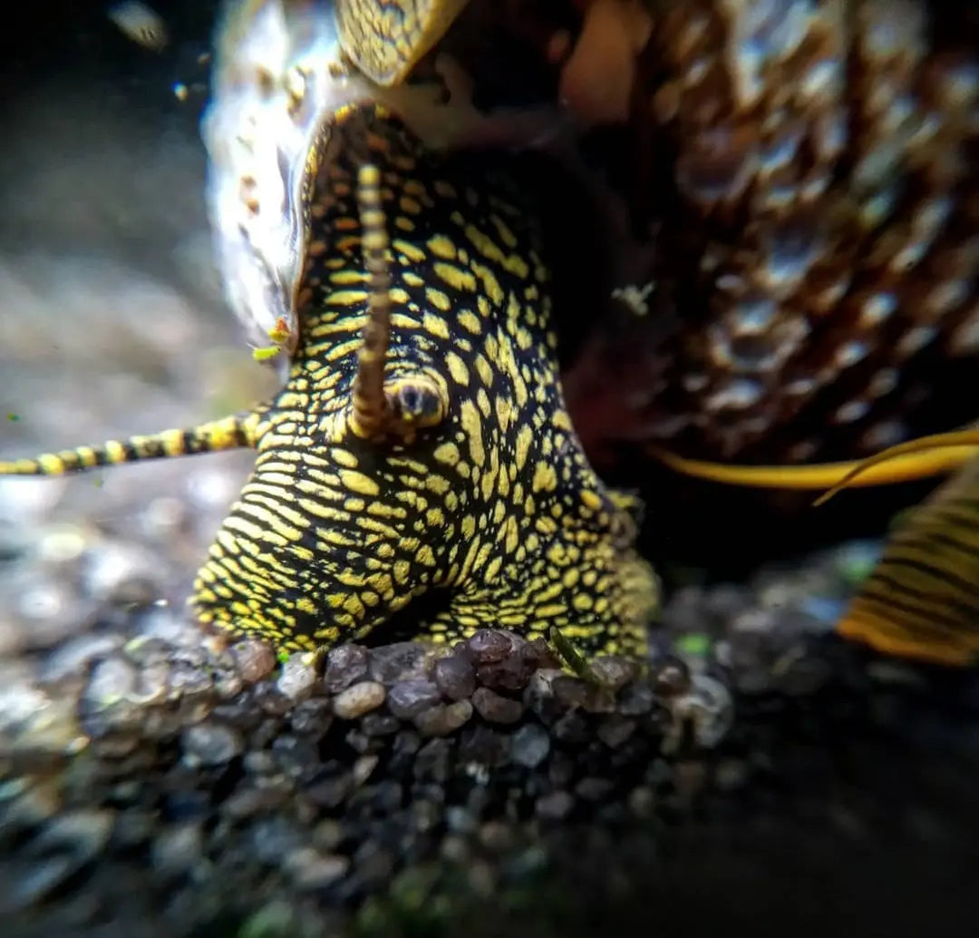 Tylomelania towutensis - 💛🖤Goldpunkt-Pososchnecke AquaTimo