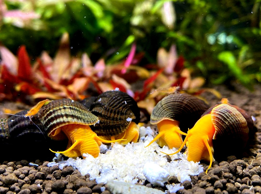 Tylomelania orange - Felsenschnecke 5-8 cm groß