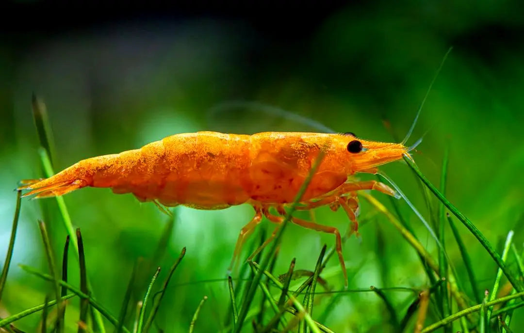 Neocaridina davidi - đ§Ą Orange Sakura Garnelen AquaTimo
