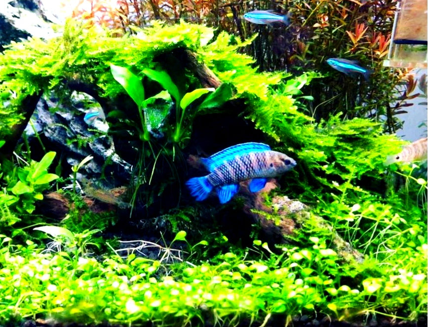 Blaubarsch - Badis badis Zwergbuntbarsch