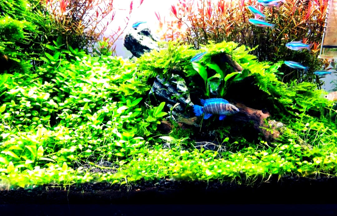 Blaubarsch - Badis badis Zwergbuntbarsch