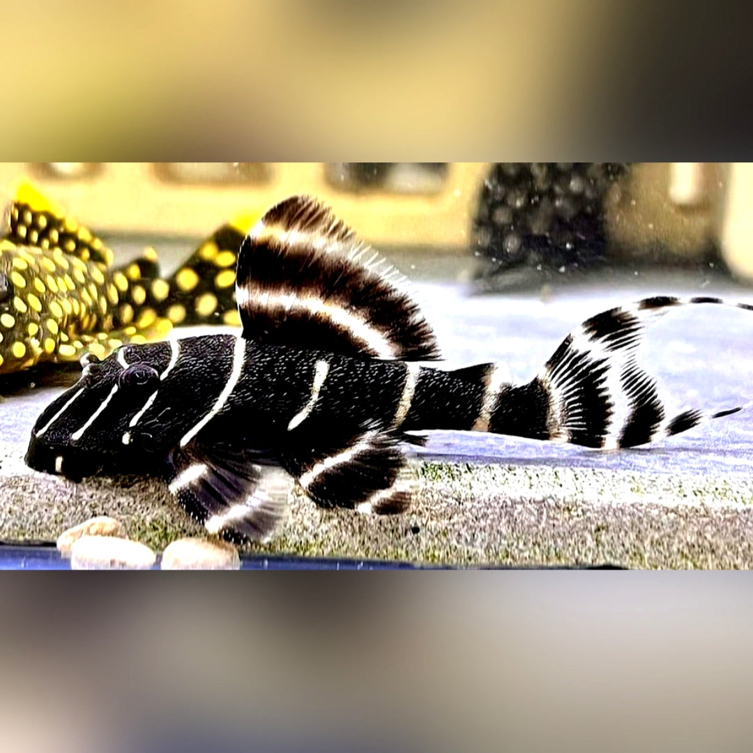 L204 Welse: Ringelsocken-Harnischwels, Panaqolus albivermis "Flash Pleco"