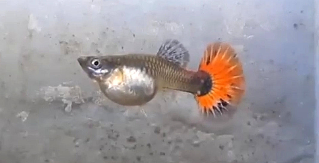 Hochzucht Guppy - Red Dumbo