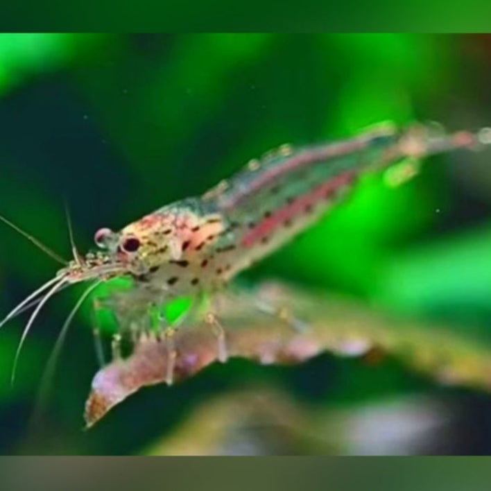 Caridina multidentata - Amanogarnele
