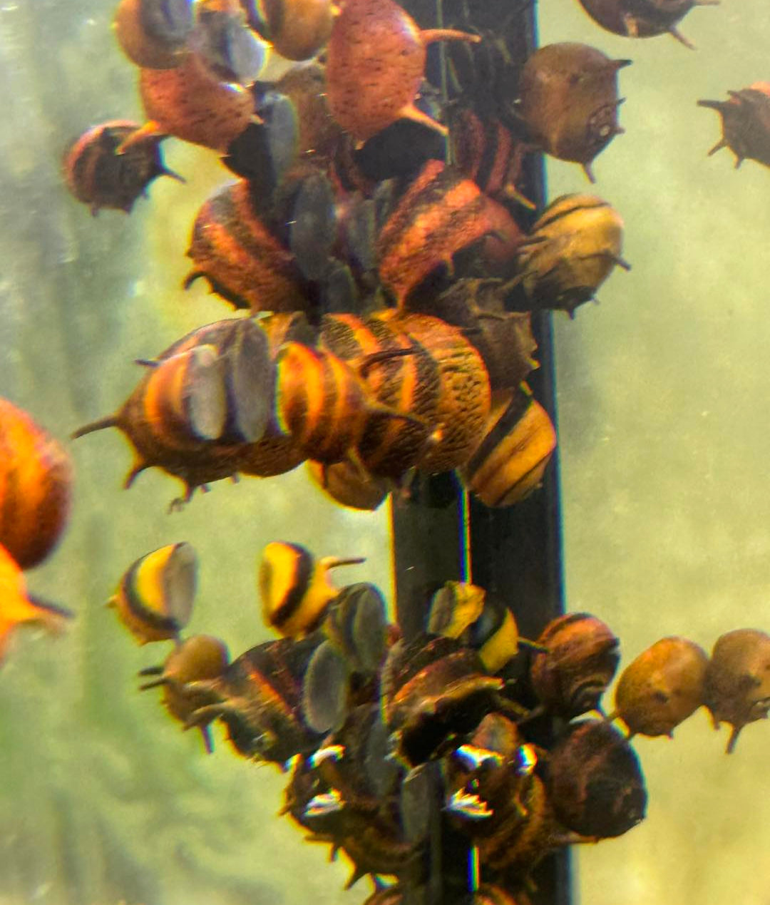 Clithon sowerbianum - Fancy Geweihschnecke