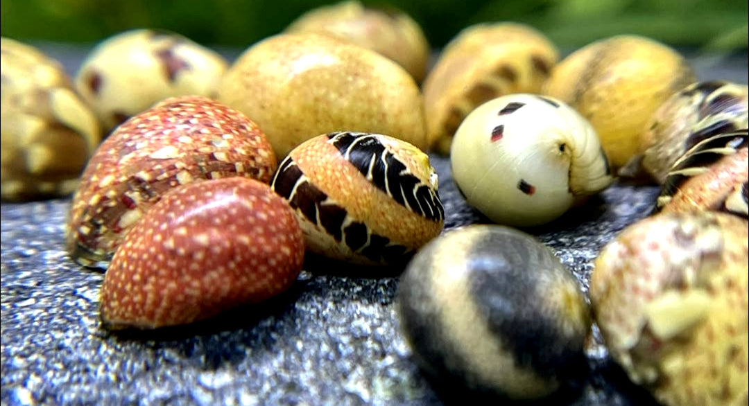 Clithon sowerbianum - Fancy Geweihschnecke