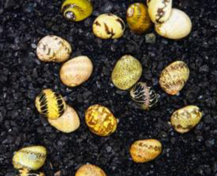 Clithon sowerbianum - Fancy Geweihschnecke