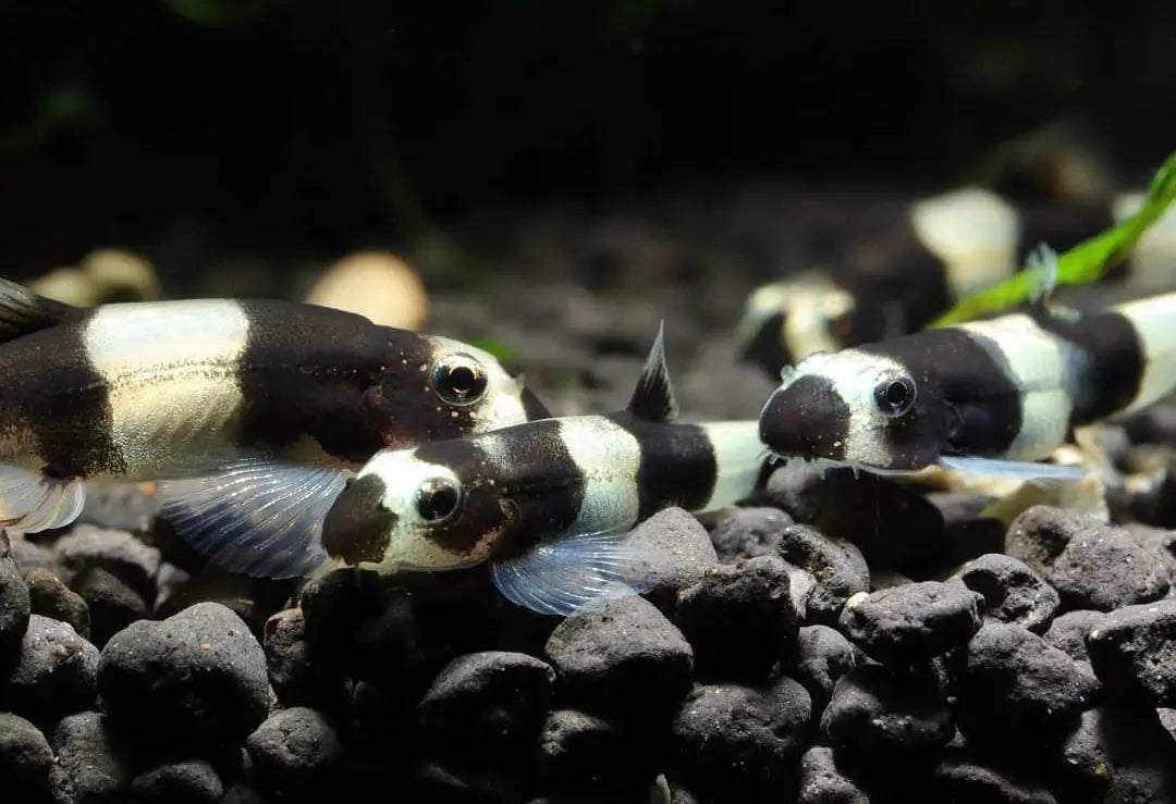 Pandaschmerle - Yaoshania pachychilus AquaTimo