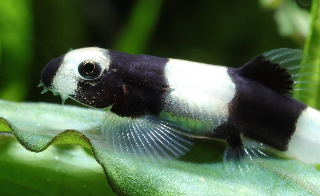 Pandaschmerle - Yaoshania pachychilus