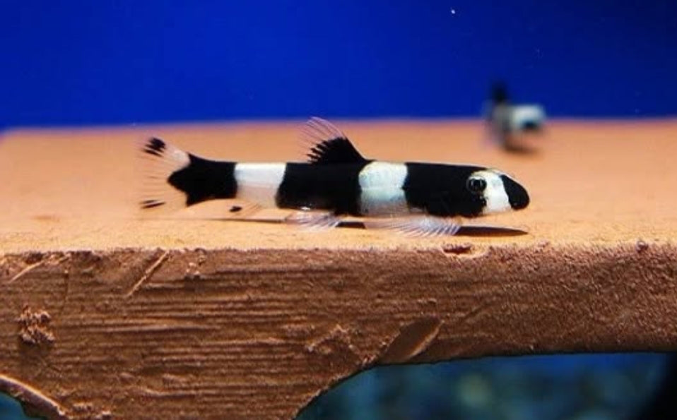 Pandaschmerle - Yaoshania pachychilus