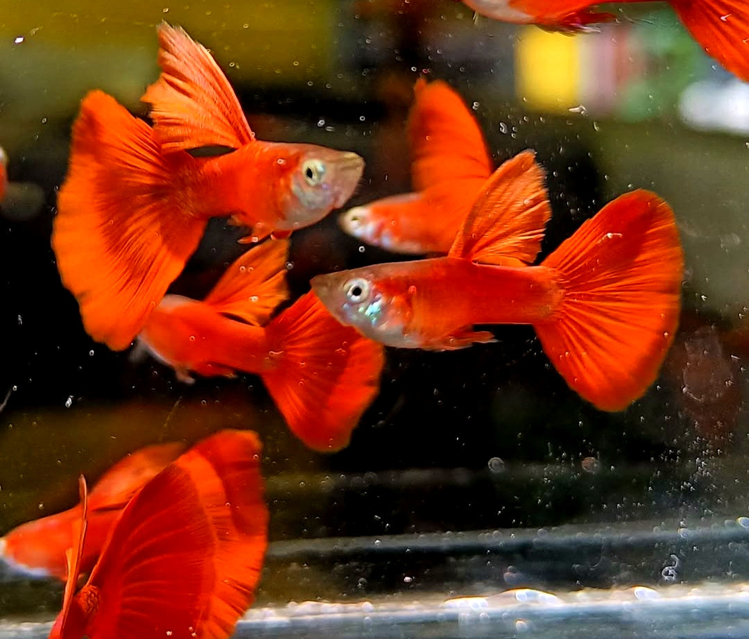 Hochzucht Guppy - Full Red