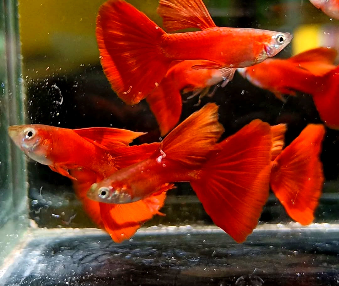 Hochzucht Guppy - Full Red