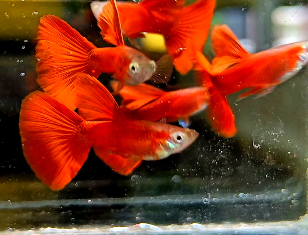 Hochzucht Guppy - Full Red