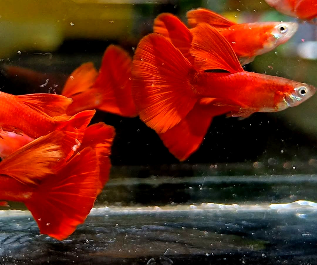 Hochzucht Guppy - Full Red