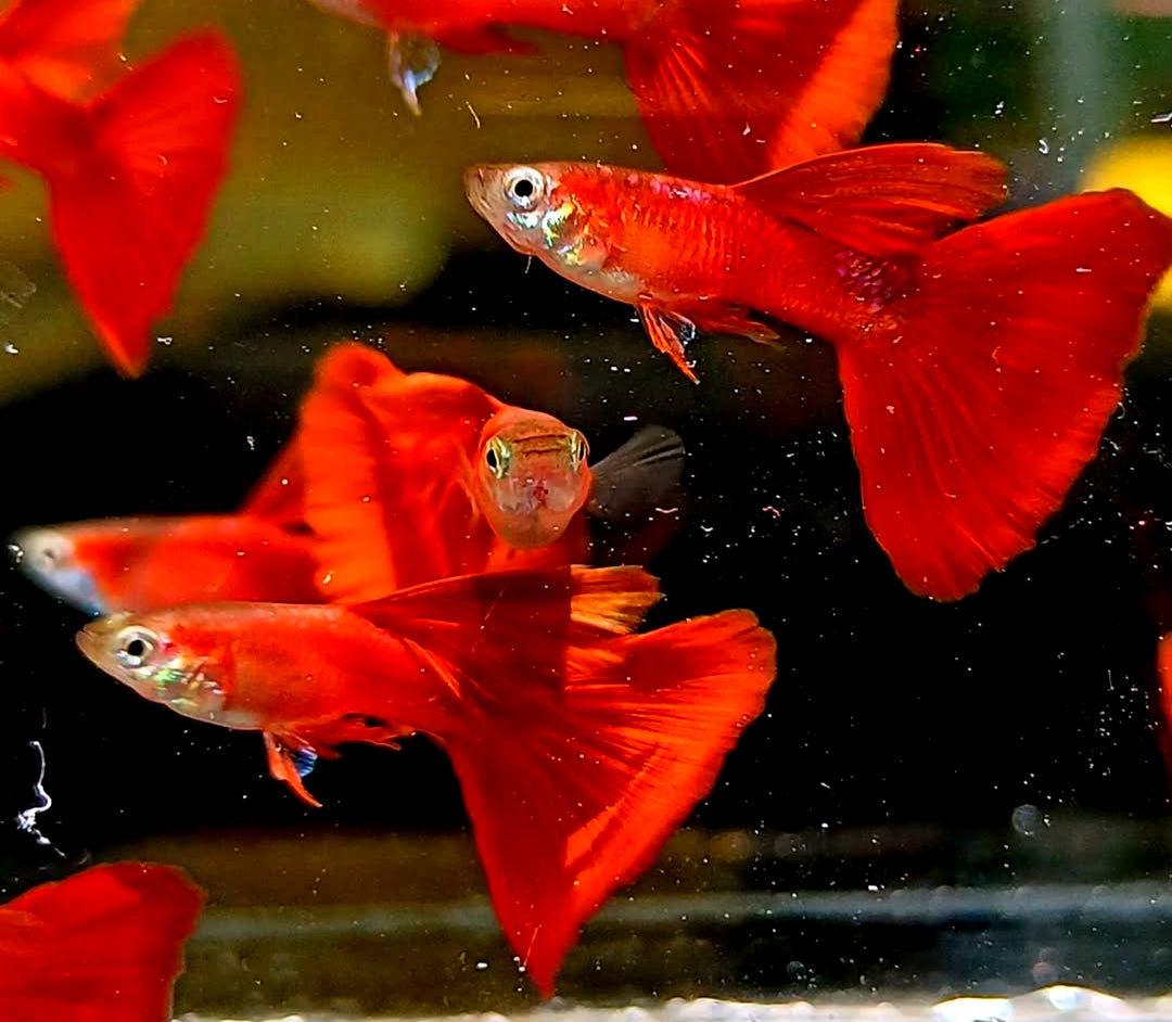 Hochzucht Guppy - Full Red