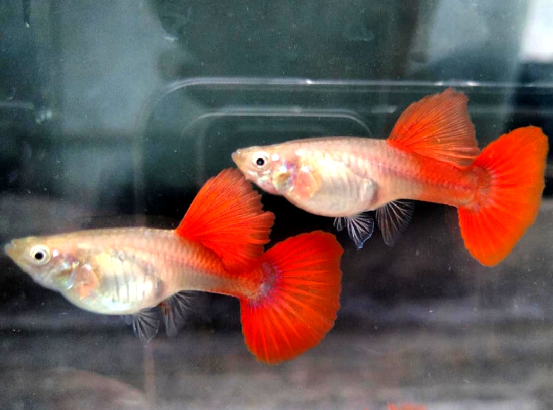 Hochzucht Guppy - Full Red