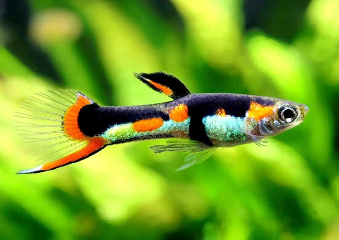 Naturform Guppy - 🧡💚 Endler AquaTimo