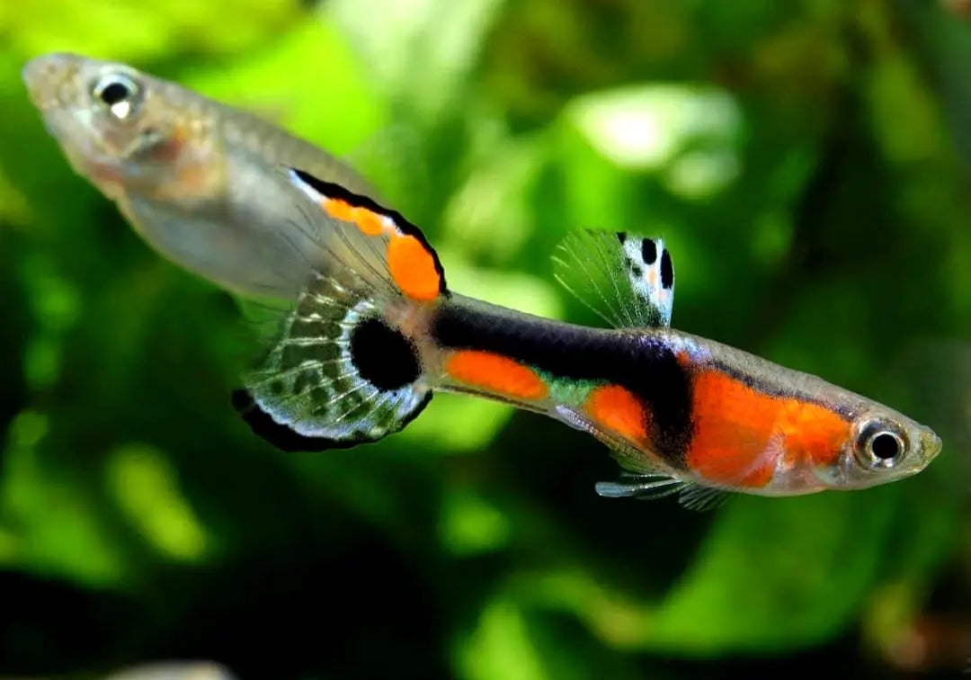 Naturform Guppy - 🧡💚 Endler AquaTimo