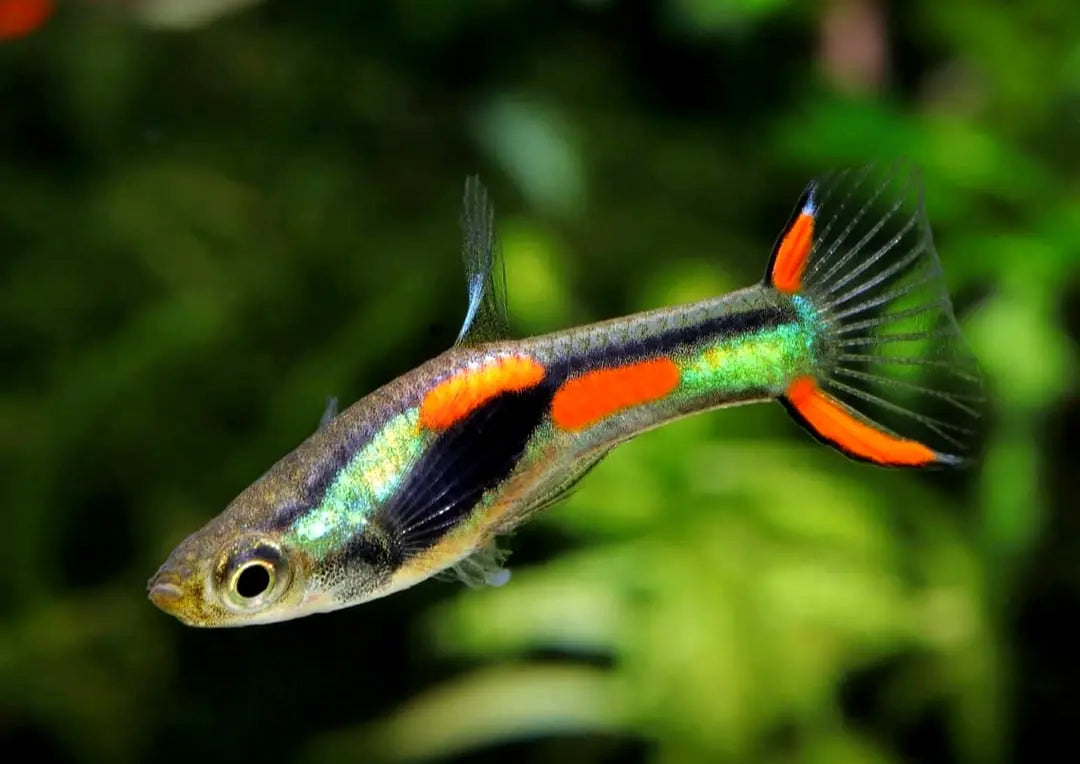 Naturform Guppy - 🧡💚 Endler AquaTimo