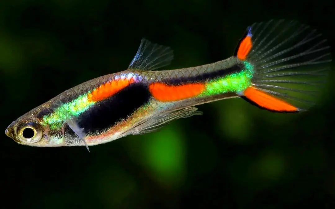 Naturform Guppy - 🧡💚 Endler AquaTimo