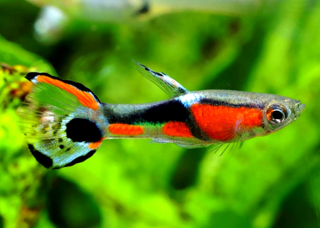 Naturform Guppy - Endler