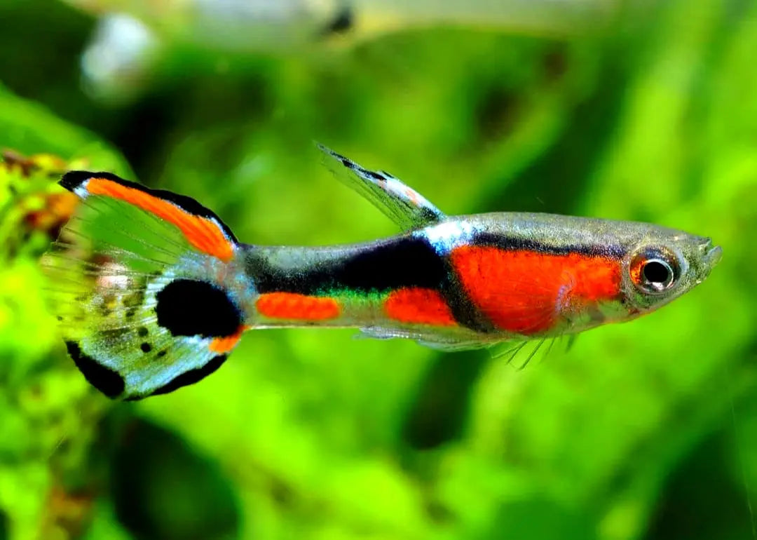 Naturform Guppy - 🧡💚 Endler AquaTimo