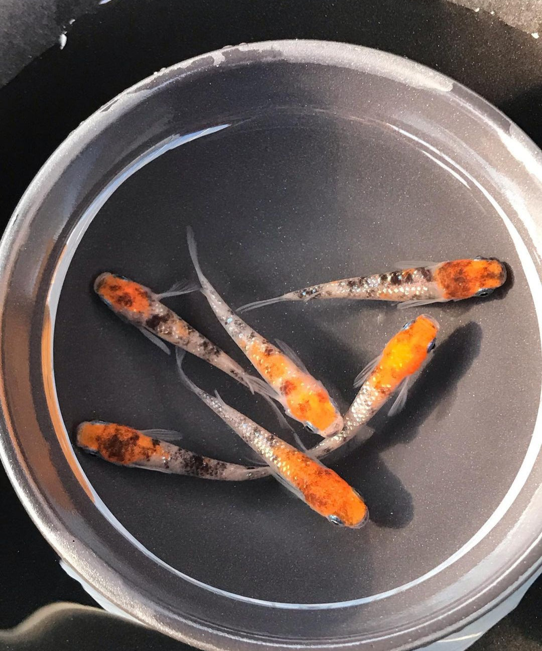 Medaka - Orange Head Tricolor