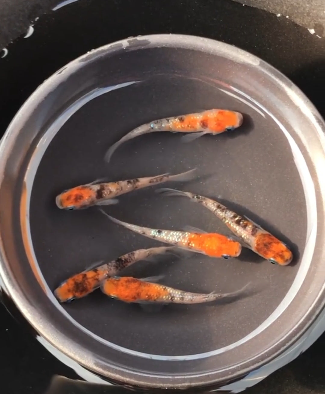 Medaka - Orange Head Tricolor