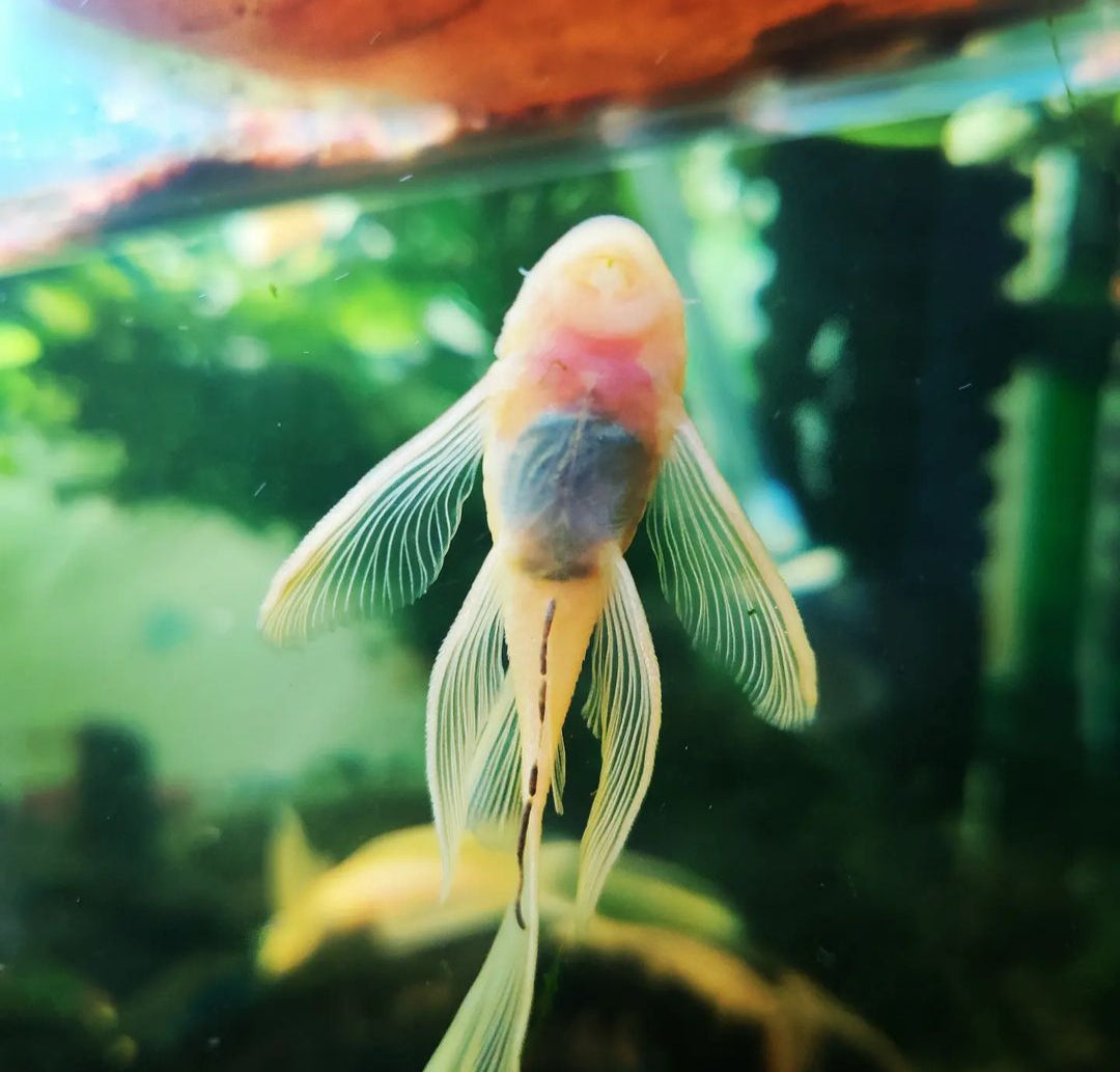 L144 Longfin Snow White - Antennenwels Ancistrus sp.