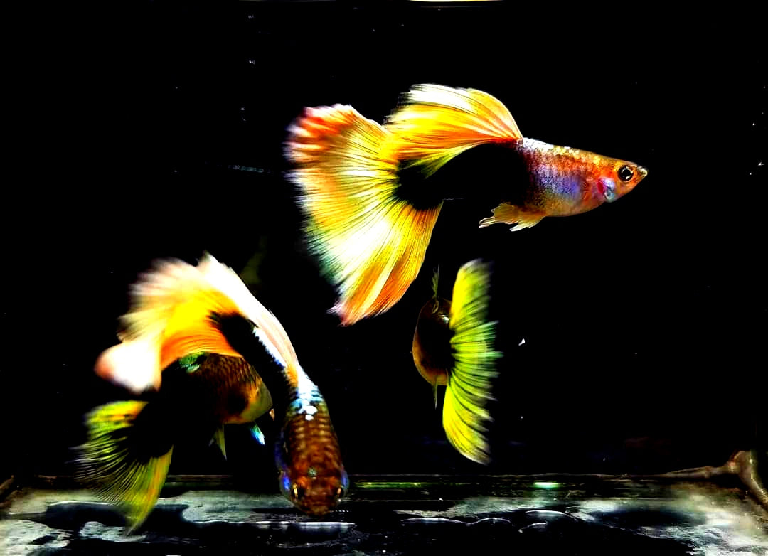 Hochzucht Guppy - Yellow Tuxedo