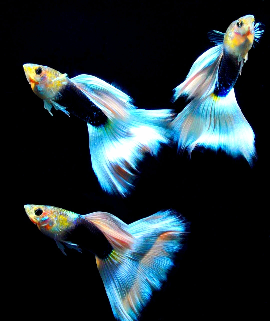 Hochzucht Guppy - White Tuxedo