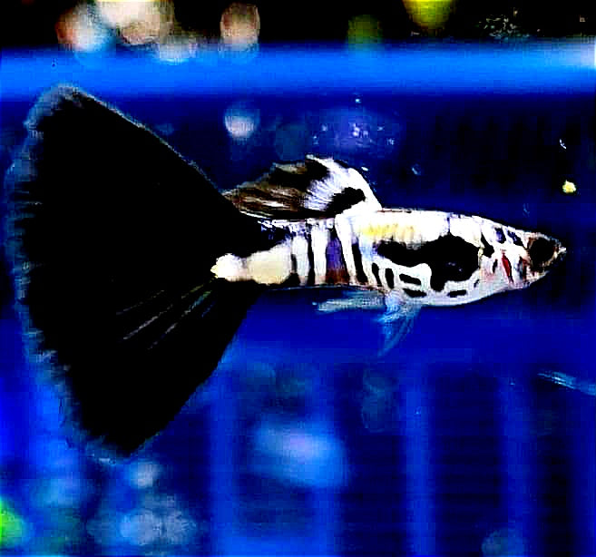 Hochzucht Guppy - Black Cobra