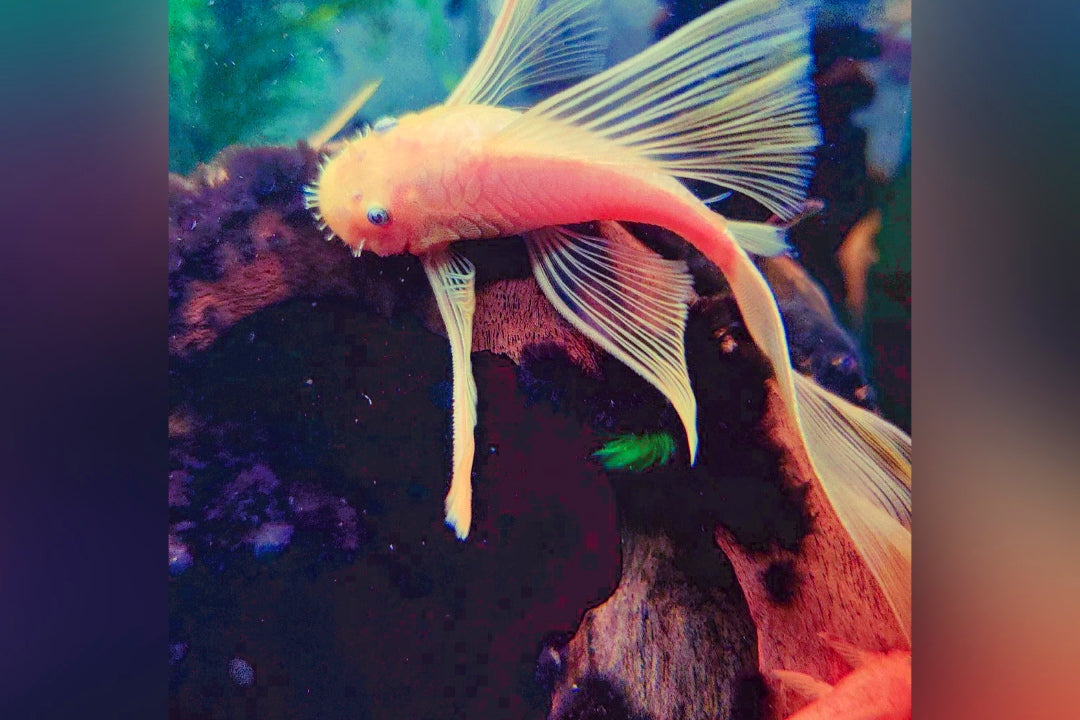 L144 Longfin Snow White - Antennenwels Ancistrus sp.
