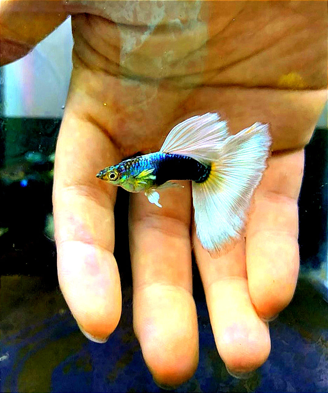 Hochzucht Guppy - White Tuxedo