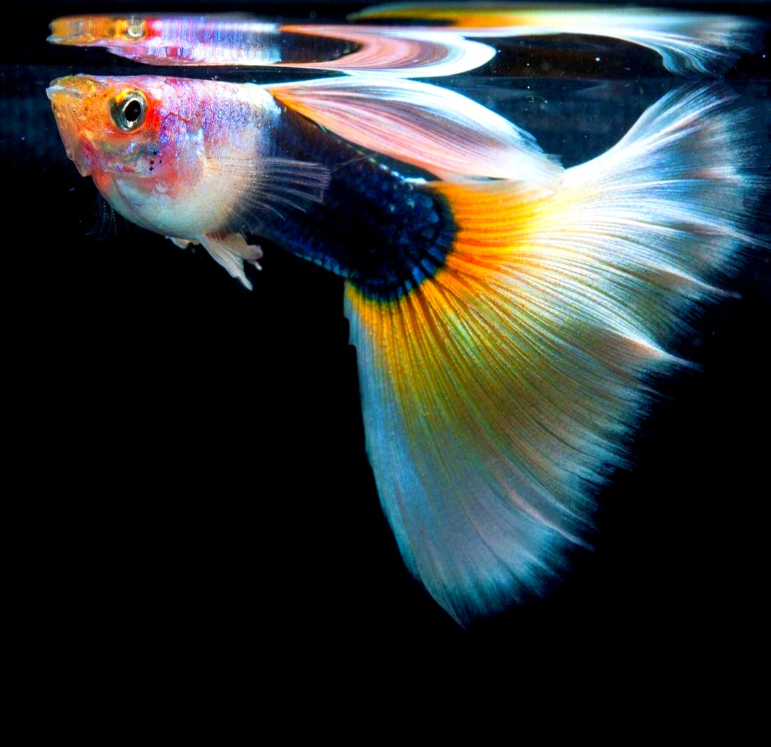 Hochzucht Guppy - White Tuxedo