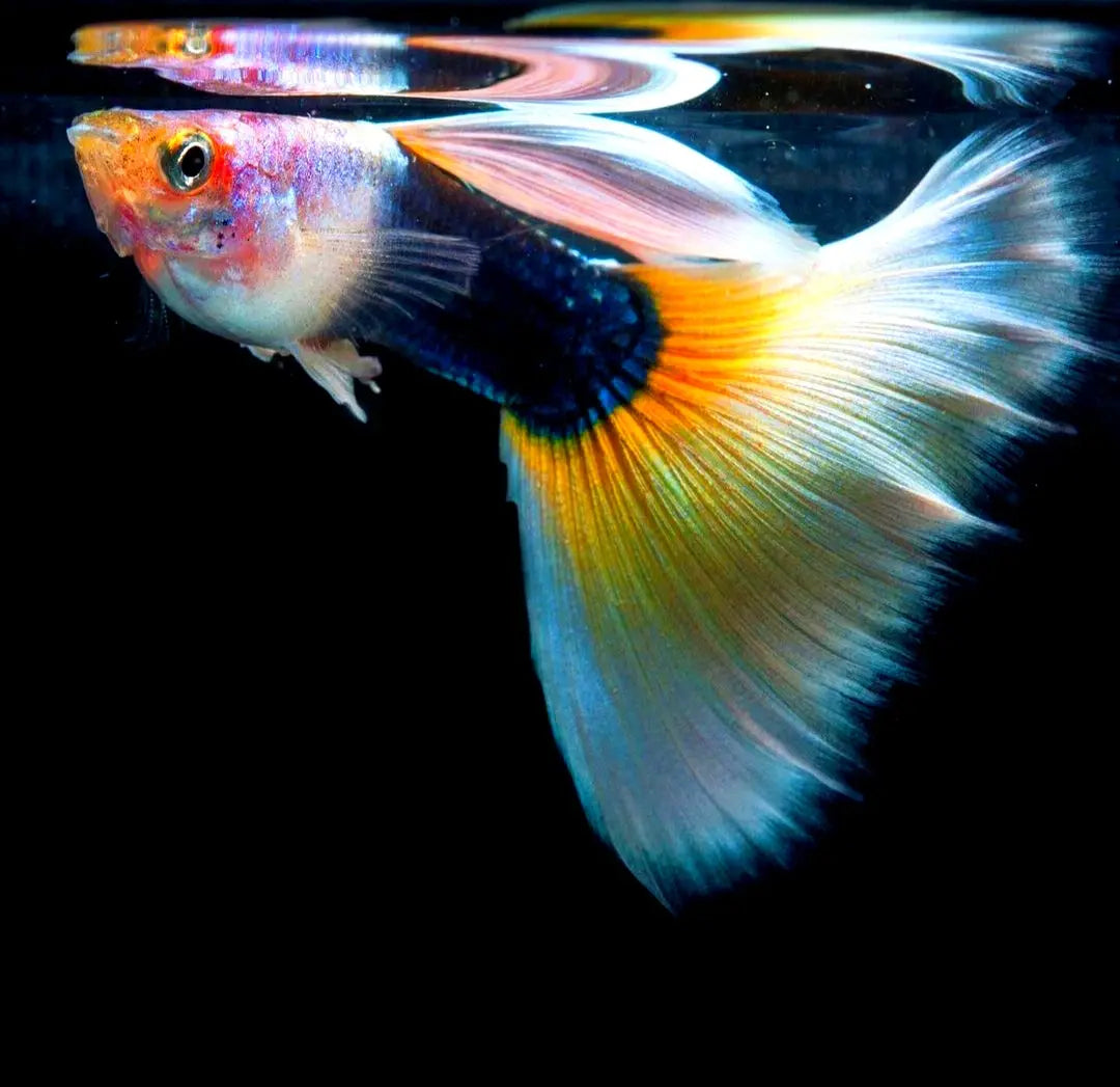 Hochzucht Guppy - 🤍 White Tuxedo AquaTimo